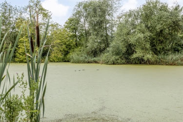 Molendijk 39, 3161 KK, Rhoon
